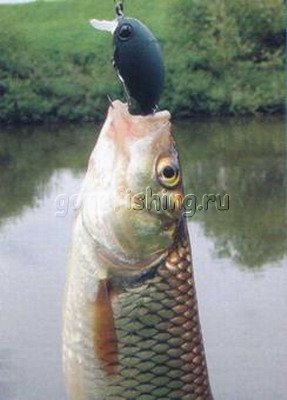 �������� ������� ������� smith camion zipbaits upstream �������� ������� ������ ��� ���
