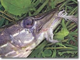 �������� ���� ����� �������� ������� ���� ���������� swim shad ������� ������ ������