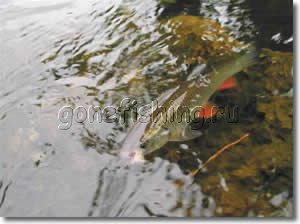 воблер джиг рыбалка спиннинг вертушка пропеллер москва-река окунь щука улейка