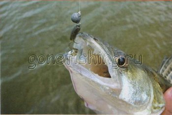��������� �������� rockfish graphiteleadear ������� �������� ������� �������� relax ����� daiwa