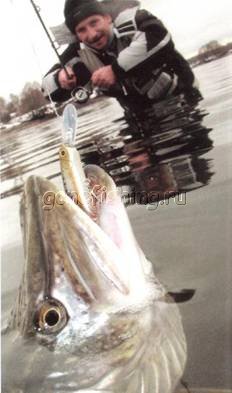 ������ �������� � �������� ������ zip baits minnow ������ ������� ������� l-minnow ����-�������� ������� ���� �����