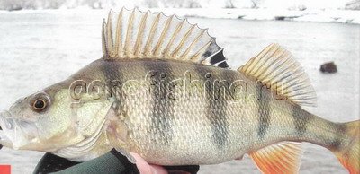 ������ �������� � �������� ������ zip baits minnow ������ ������� ������� l-minnow ����-�������� ������� ���� �����