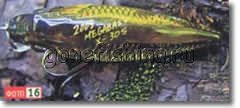 �������� ������ ���������� megabass ��������� ������� bassday ������ babby grifon ������ ��������