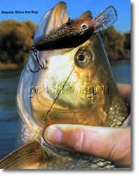 ������ ����� ��� ������� ����� �������� ������� Griffon Zip Baits Craze ����� ���� ����� �������