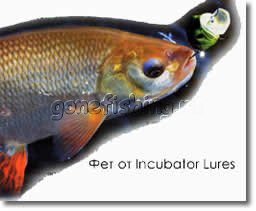 ������ ����� ��� ������� ����� �������� ������� Griffon Zip Baits Craze ����� ���� ����� �������