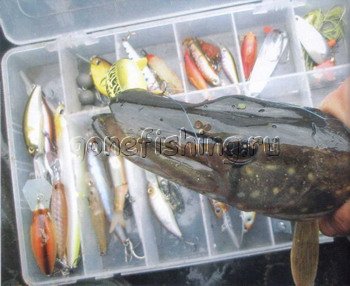 ������ ����� ������� ��� ��� ������� osp megabass liberty ����� ��������