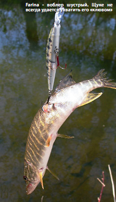 �������� ������� ������ ������ ima farina ����� rapala ��������